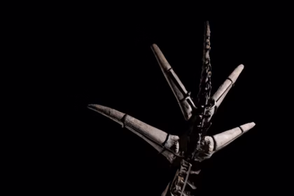 Stegosaurus-skelet-auktion