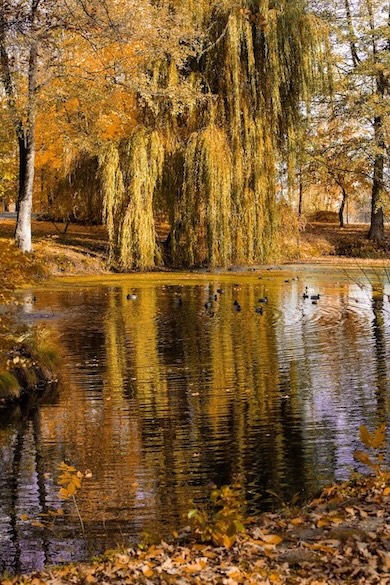 Fugle i Manor House Spa Park