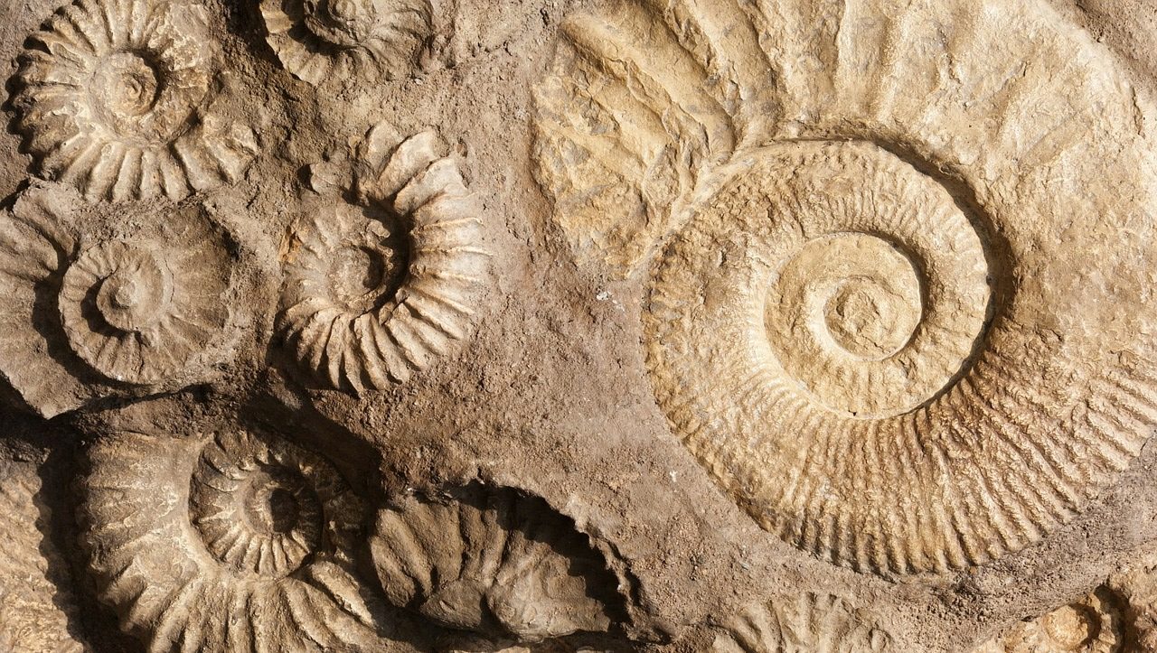 Sj&aelig;ldne Fossiler